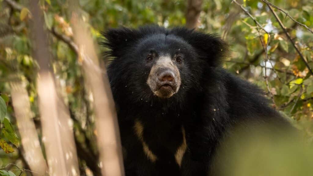 Ai Sloth Bears