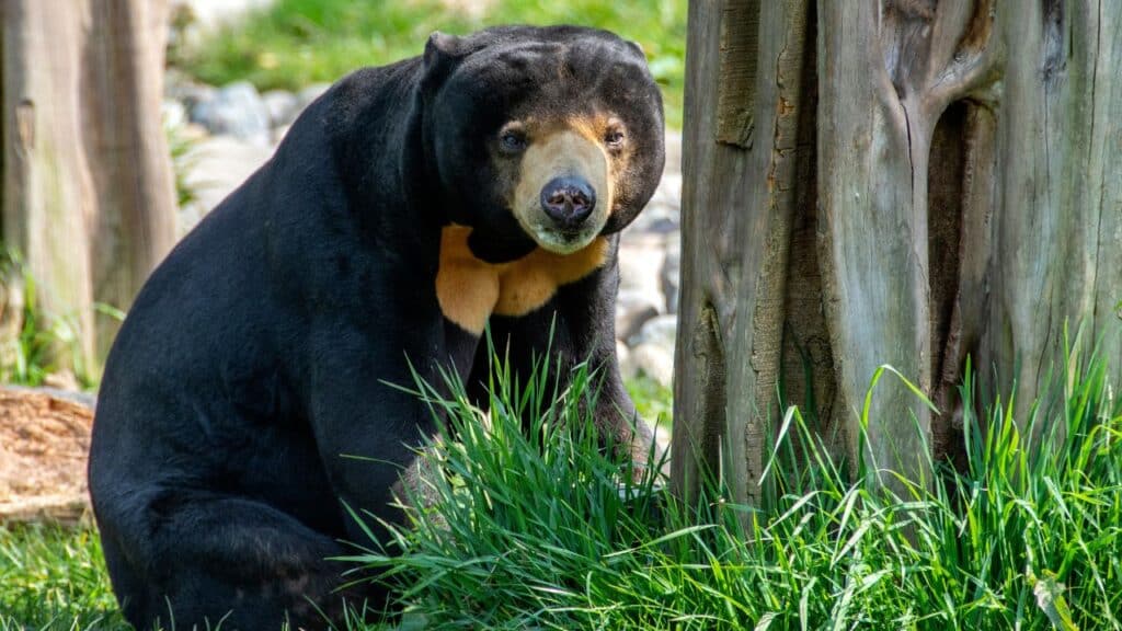 Ai Sun Bear