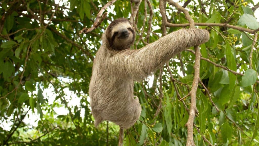 Ai Three Toed Sloth