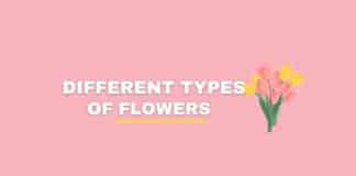 Different types of flowers featured image from Capitalize My Title