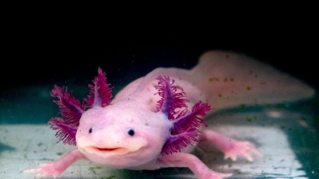 Photo of Axolotls