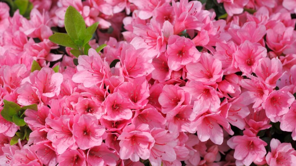 Photo of pink Azaleas