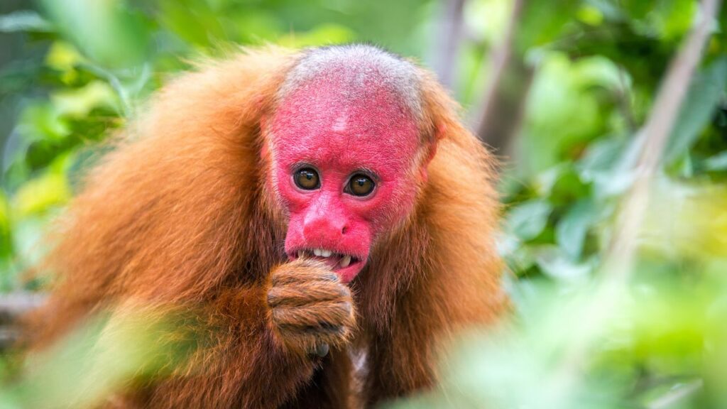 Photo of Bald Uakari Monkey