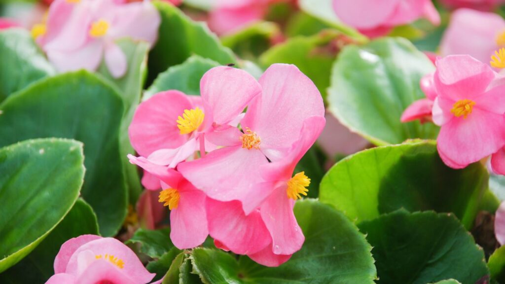 Photo of pink Begonias