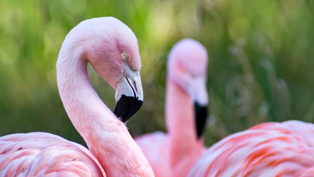 Photo of Flamingos / American Flamingos