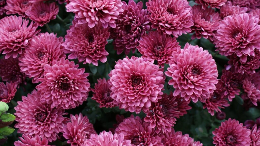 Photo of Pink Chrysanthemum