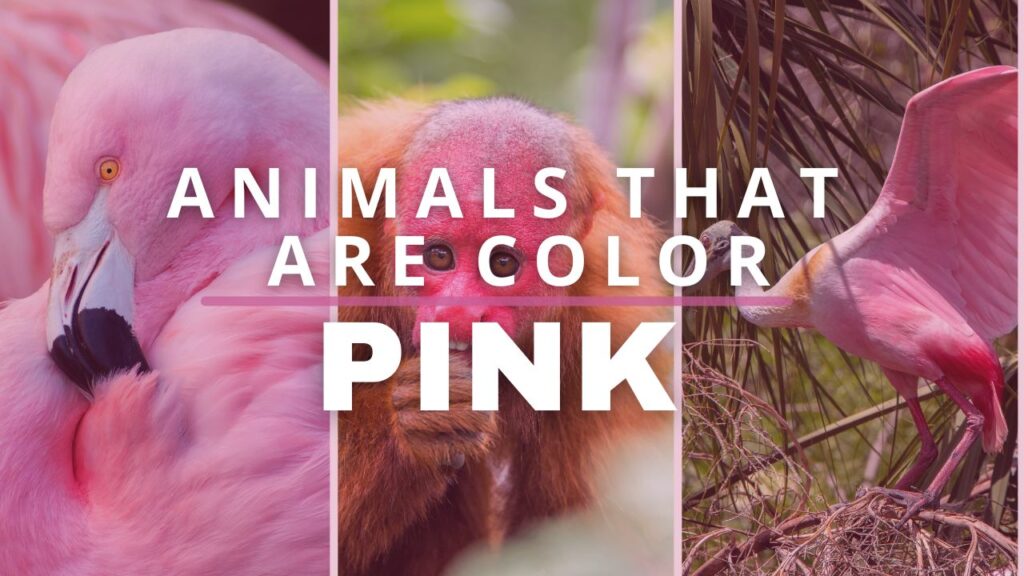Animals that are color pink collage