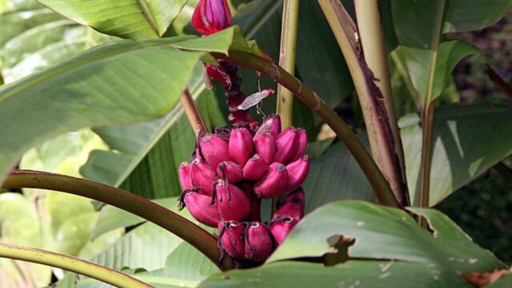 Ai Pinkbanana