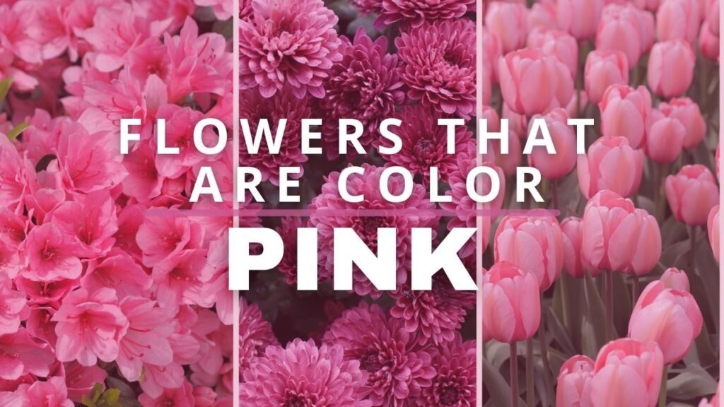 Ai Pinkflowers