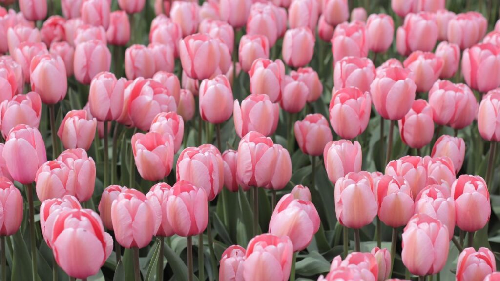 Photo of pink tulips