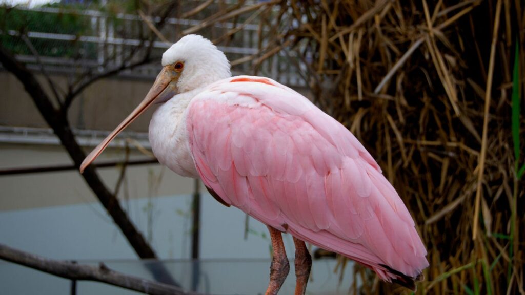 Photo of Roseate Spoonbill