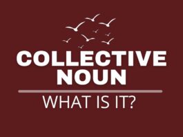 Collective noun and example featured image.