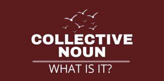 Collective noun and example featured image.