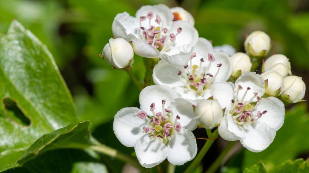 Photo of a mayflower in full bloom