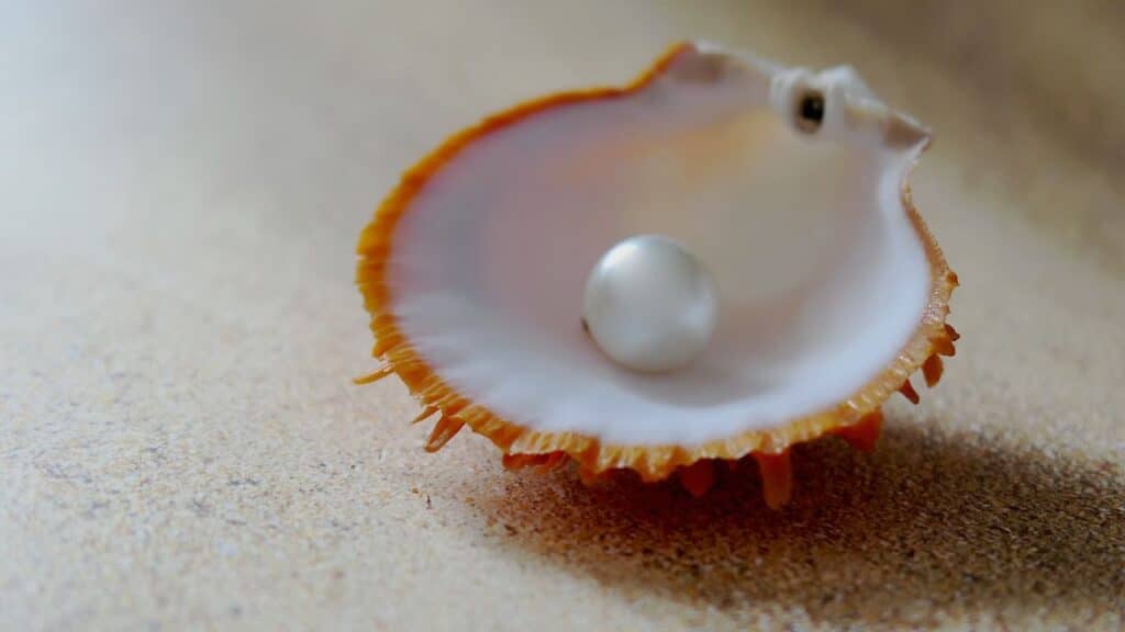 Photo showing a pearl on a shell