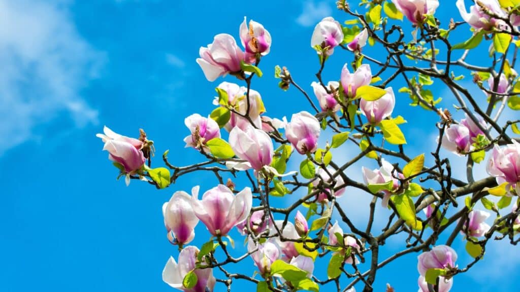 Photo of flowers in full bloom