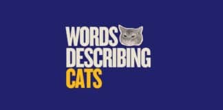 Featured image for Capitalize My Title's guide about words describing cats.