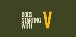 Featured image for Capitalize My Title's dogs that start with v