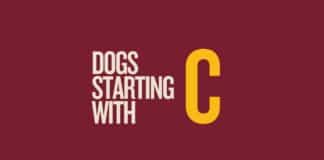 Featured image for Capitalize My Title's guide on dogs that start with c