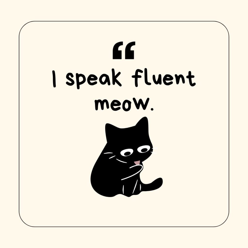 Photo showing a cat-related caption for social media