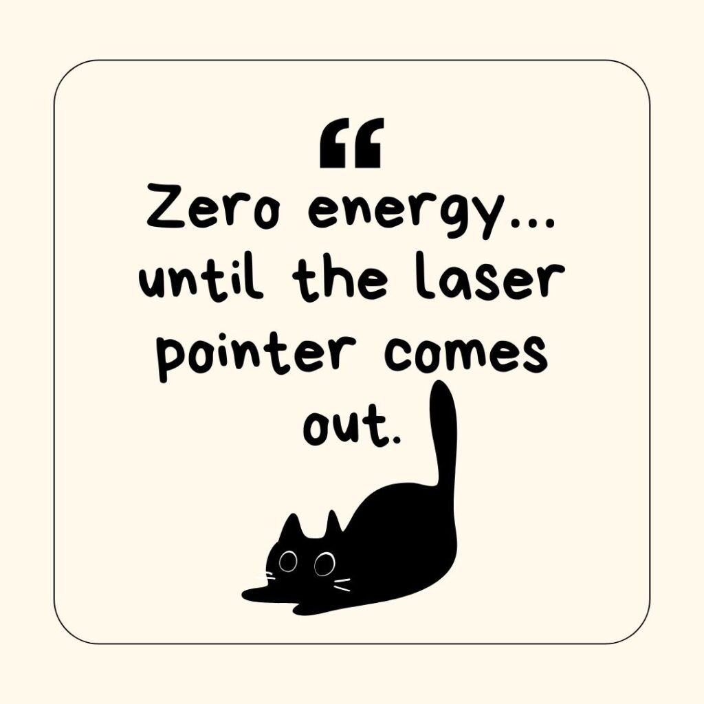 Photo showing a cat-related caption for social media