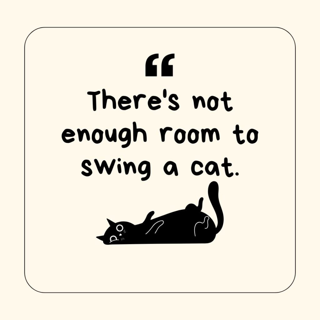 Photo showing a cat-related idiom
