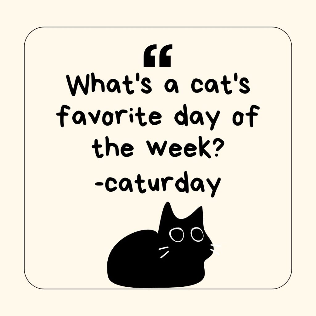 Photo showing a cat joke