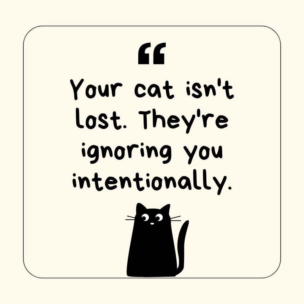 Photo showing a funny cat saying