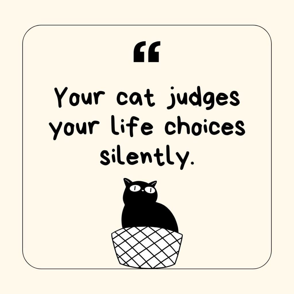Photo showing a funny cat saying