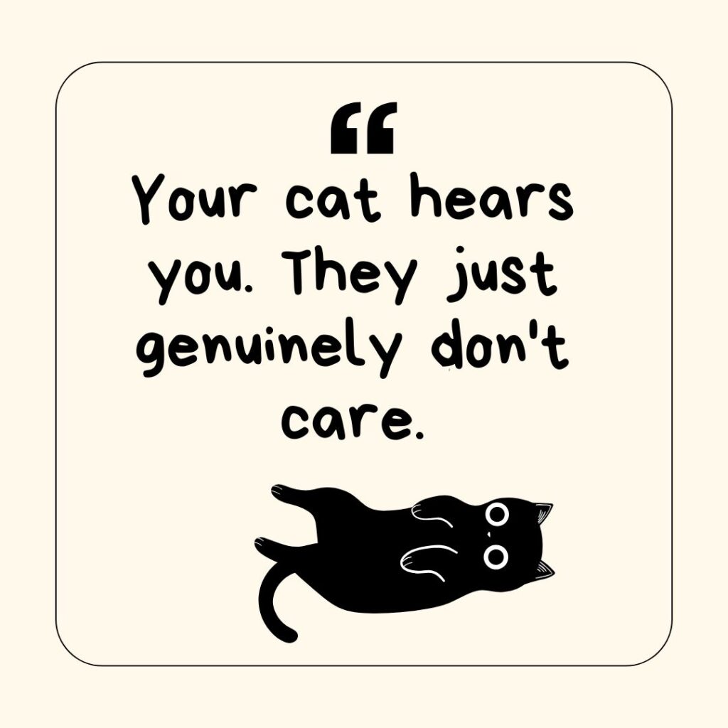 Photo showing a funny saying about cats 