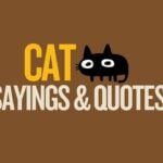 Featured image for Capitalize My Title's post about funny cat sayings and quotes