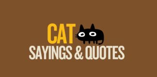 Featured image for Capitalize My Title's post about funny cat sayings and quotes