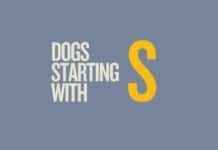 Featured image for Capitalize My Title's guide about dogs that start with an s