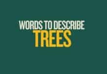 Featured image for Capitalize My Title's words to describe trees