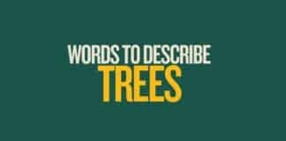 Featured image for Capitalize My Title's words to describe trees