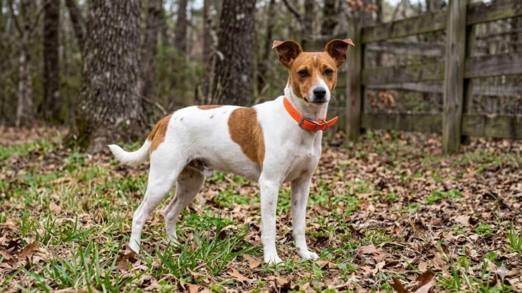 Photo showing a Denmark Feist dog out in the forest