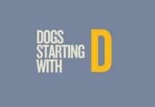 Featured image for dogs that start with d by Capitalize My Title.