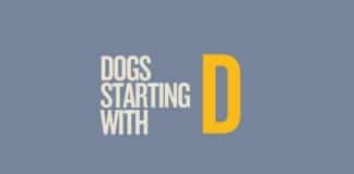 Featured image for dogs that start with d by Capitalize My Title.