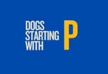 Featured image for Capitalize My Title's dogs that start with P