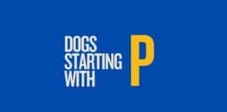 Featured image for Capitalize My Title's dogs that start with P